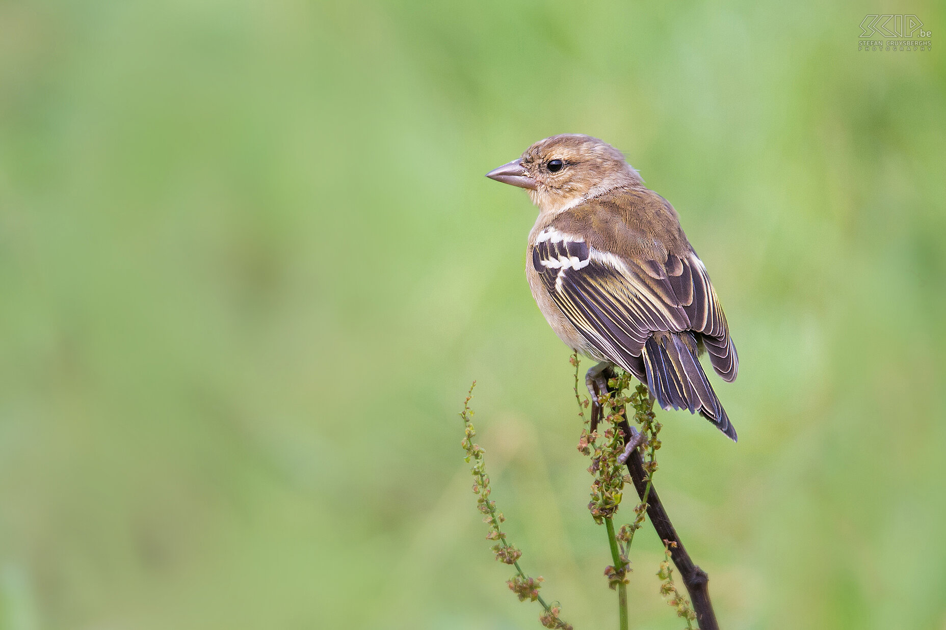 Azores Chaffinch Azores Chaffinch (Fringilla coelebs moreletti) is the rarest bird in Europe. It is a subspecies of the common chaffinch but only can only be found at to the Azores islands far into the Atlantic Ocean. Stefan Cruysberghs